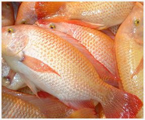 Fish Farm